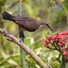 Weibchen des Gelbbauchnektarvogels