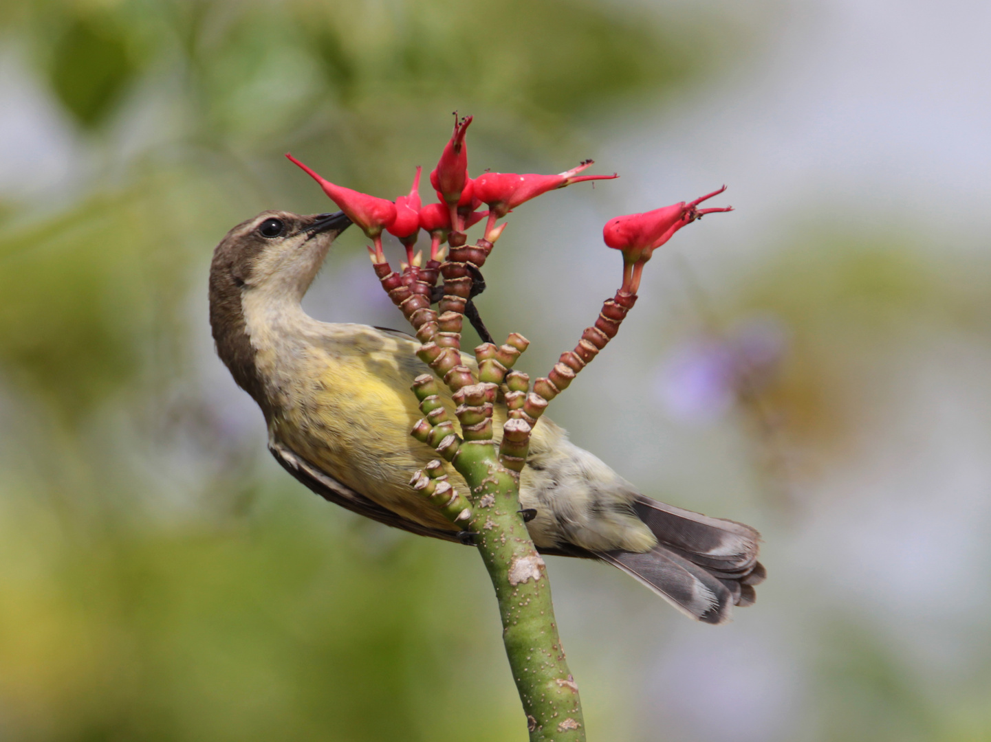 Weibchen des Gelbbauchnektarvogels