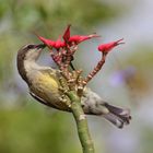 Weibchen des Gelbbauchnektarvogels