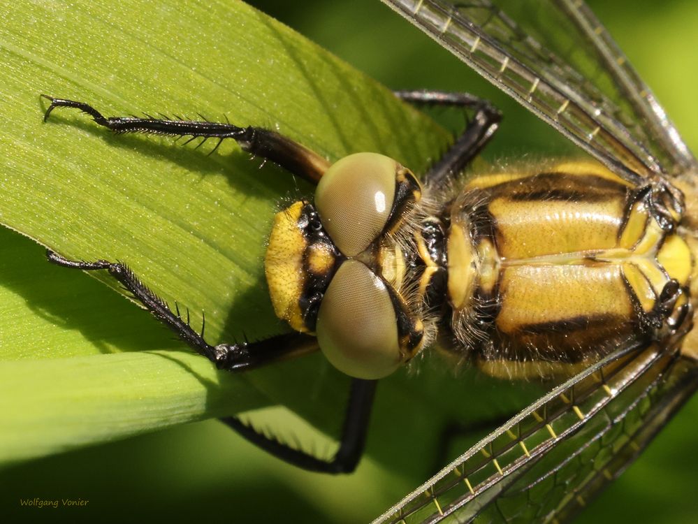 Weibchen des Großen Blaupfeils