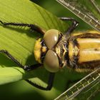 Weibchen des Großen Blaupfeils