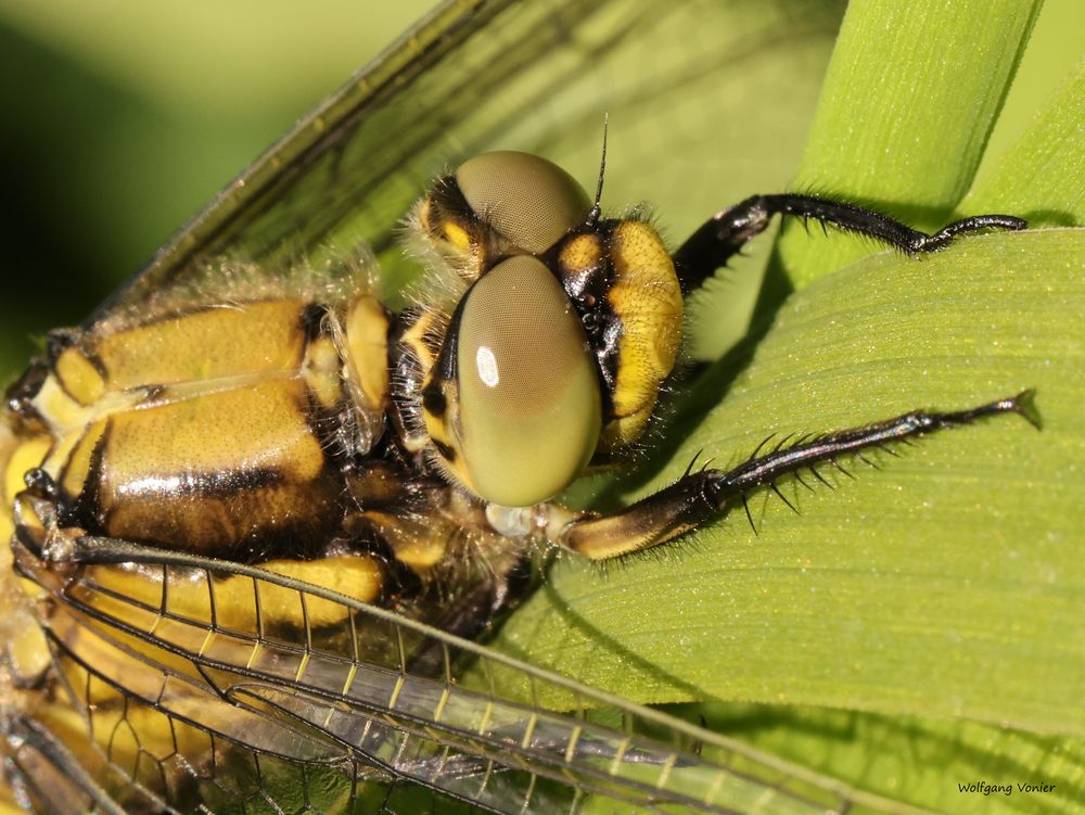 Weibchen des Großen Blaupfeils