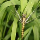 Weibchen des Großen Blaupfeils