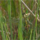 Weibchen des Grossen Blaupfeils 