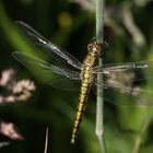 Weibchen des Grossen Blaupfeils