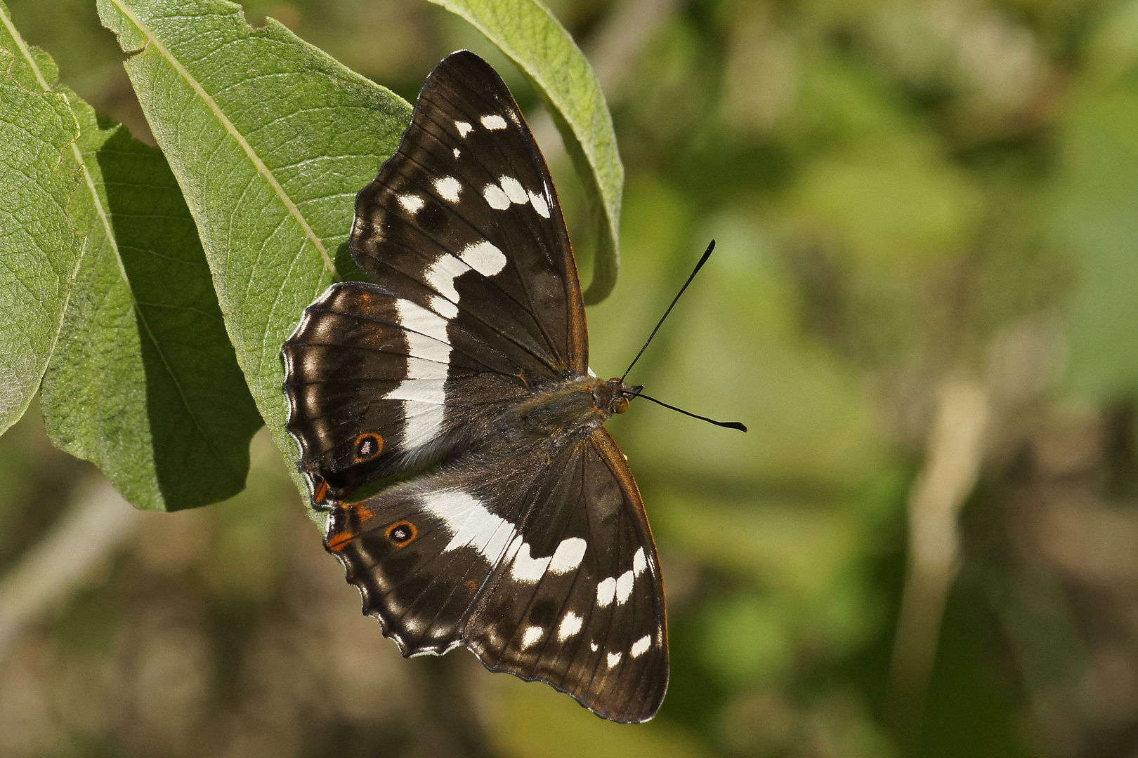 Weibchen des Großen Schillerfalters (Apatura iris)