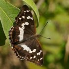 Weibchen des Großen Schillerfalters (Apatura iris)