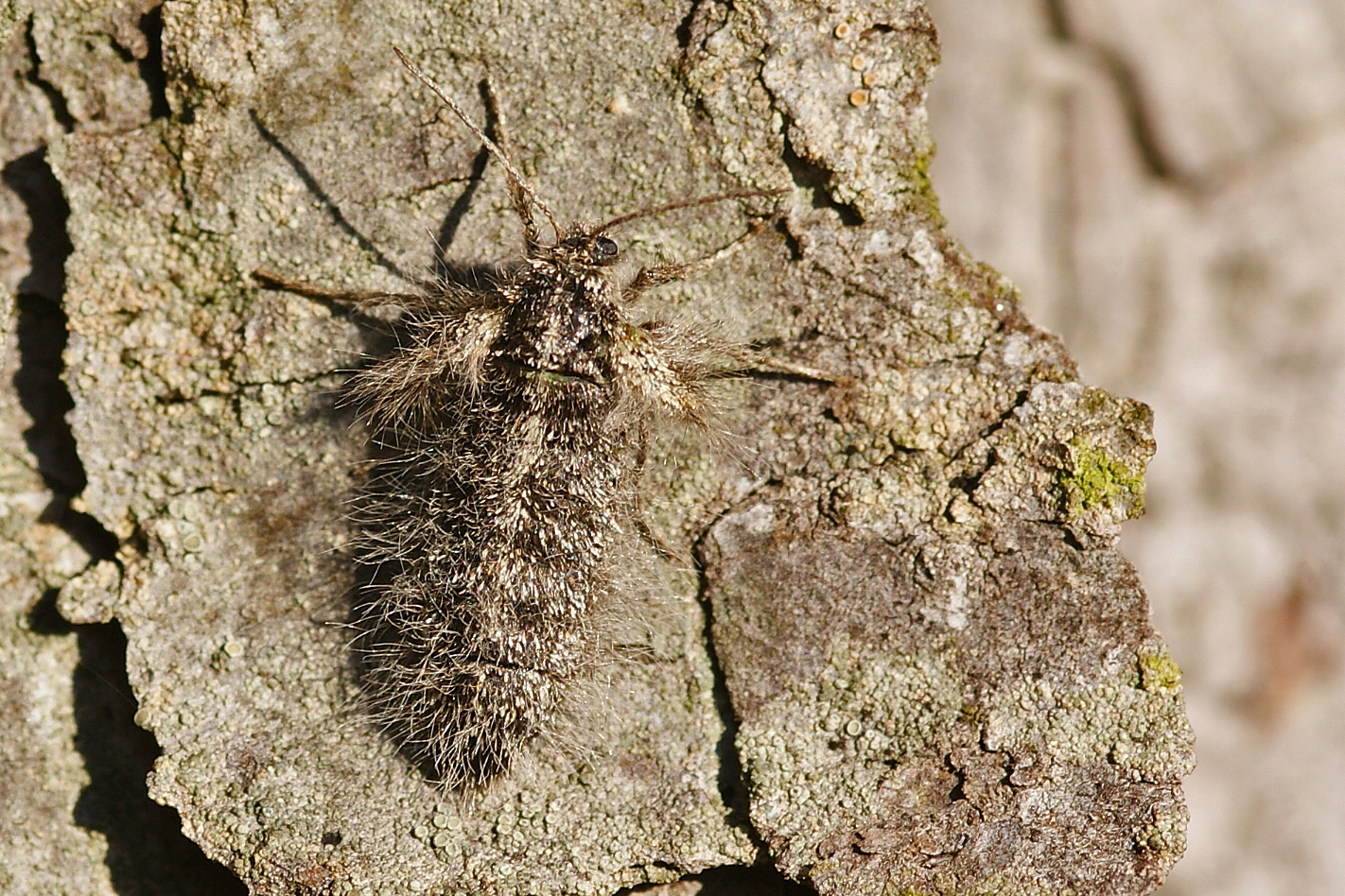 Weibchen des Isabellenspanners (Lycia isabellae)