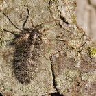 Weibchen des Isabellenspanners (Lycia isabellae)