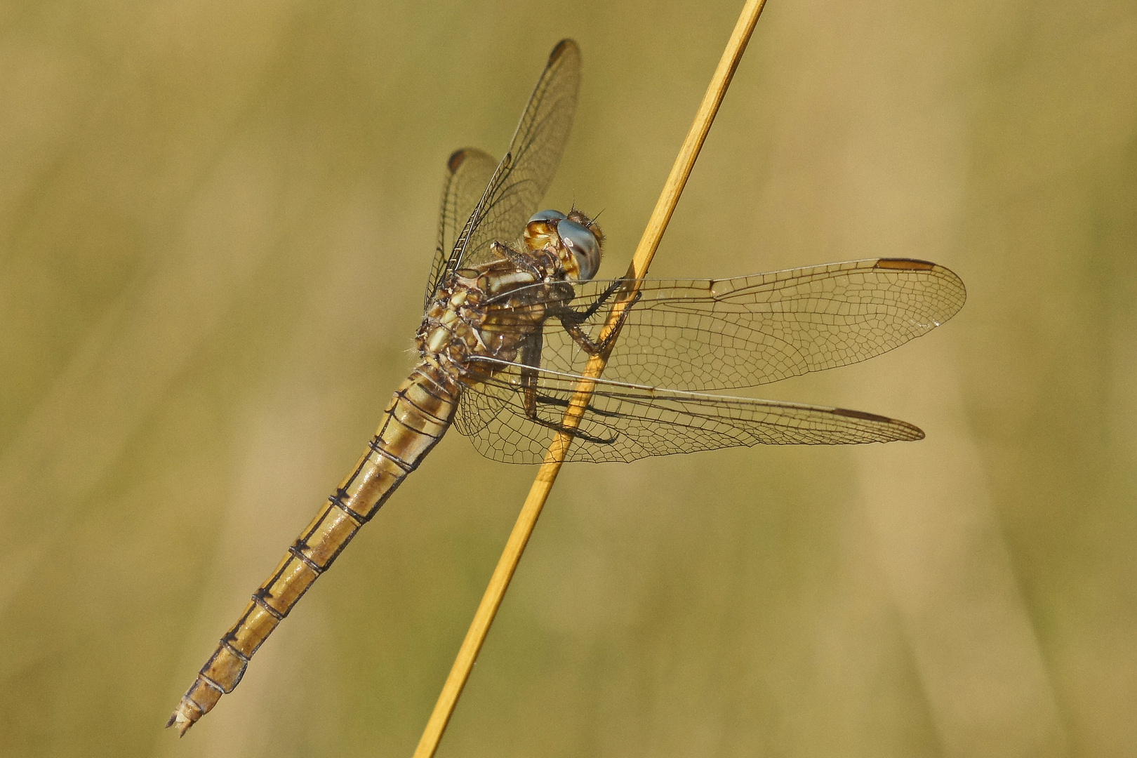 Weibchen des Kleinen Blaupfeil (Orthetrum coerulescens)