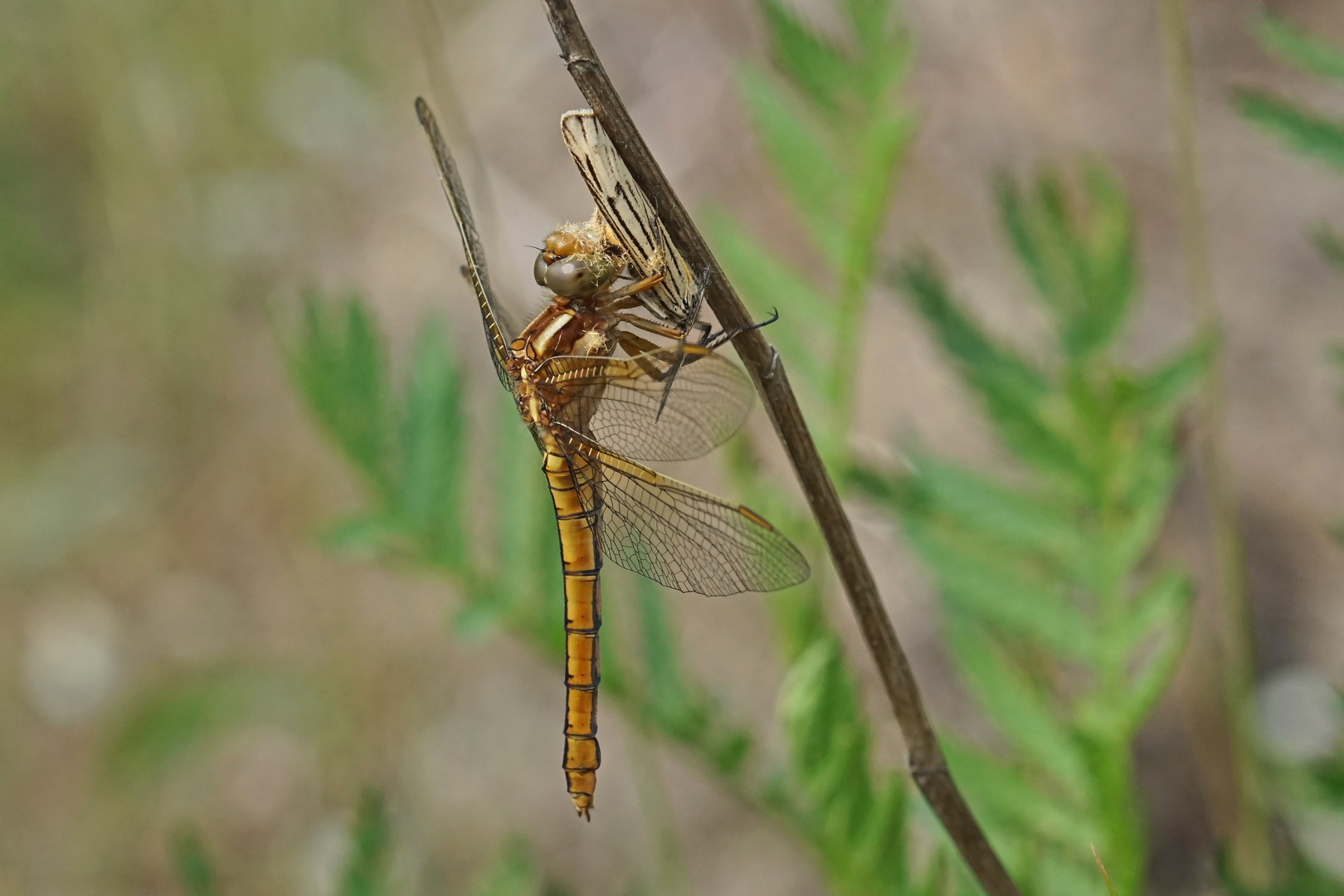 Weibchen des Kleinen Blaupfeil (Orthetrum corulescens)...