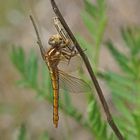 Weibchen des Kleinen Blaupfeil (Orthetrum corulescens)...