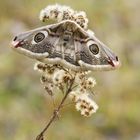 Weibchen des kleinen Nachtpfauenauges