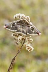 Weibchen des kleinen Nachtpfauenauges