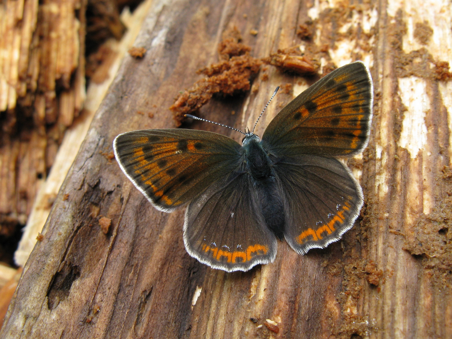 Weibchen des Lilagold-Feuerfalters (Lycaena hippothoe)