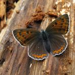 Weibchen des Lilagold-Feuerfalters (Lycaena hippothoe)