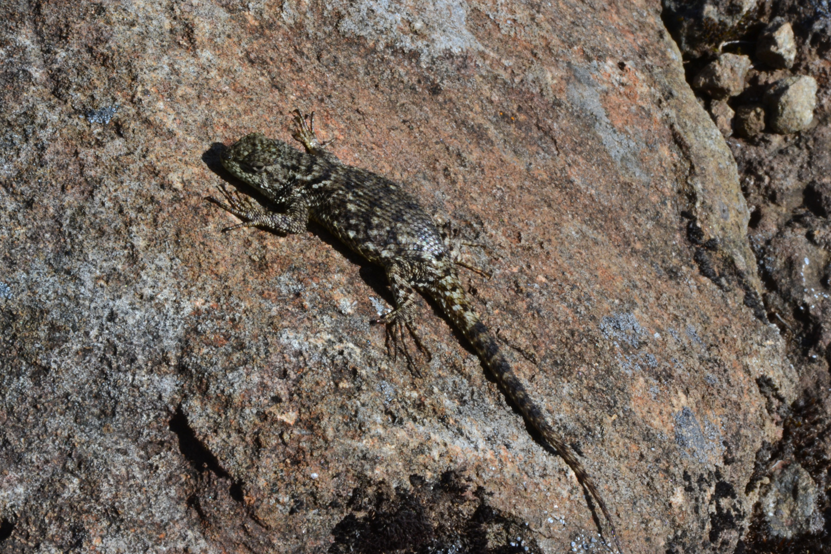 Weibchen des Malachit-Stachelleguans (Sceloporus malachiticus)