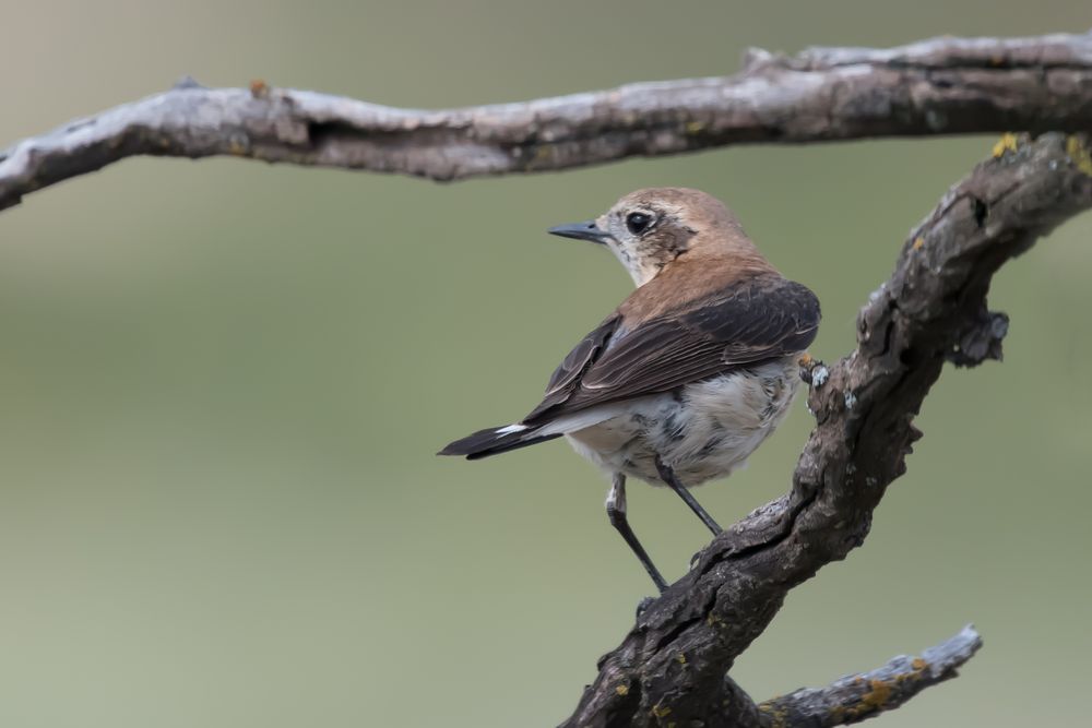 Weibchen des Mittelmeersteinschmätzer(Oenanthe hispanica)  