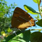 Weibchen des Nierenfleckzipfelfalters