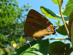 Weibchen des Nierenfleckzipfelfalters