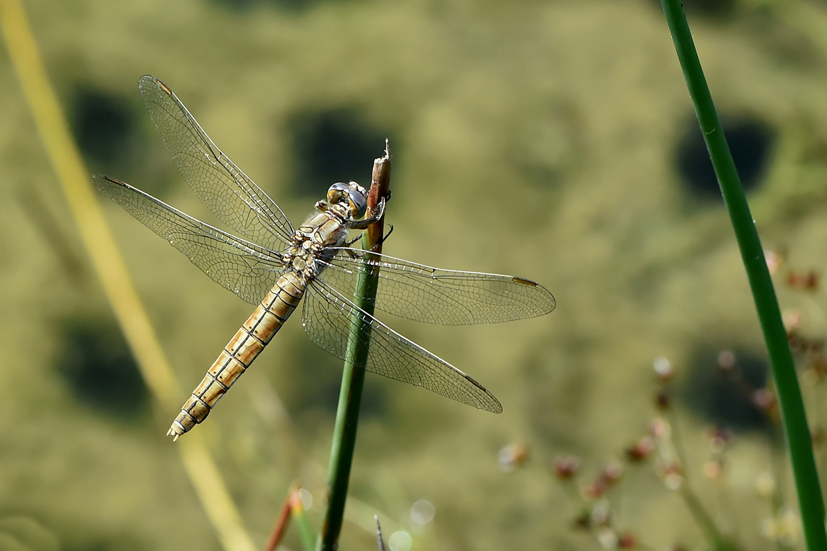 Weibchen des Südlichen Blaupfeil (Orthetrum brunneum).