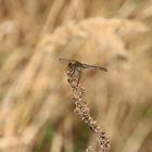 Weibchen des südlichen Blaupfeils