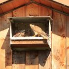 Weibchen des Turmfalken am Brutkasten