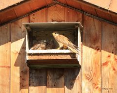 Weibchen des Turmfalken am Brutkasten