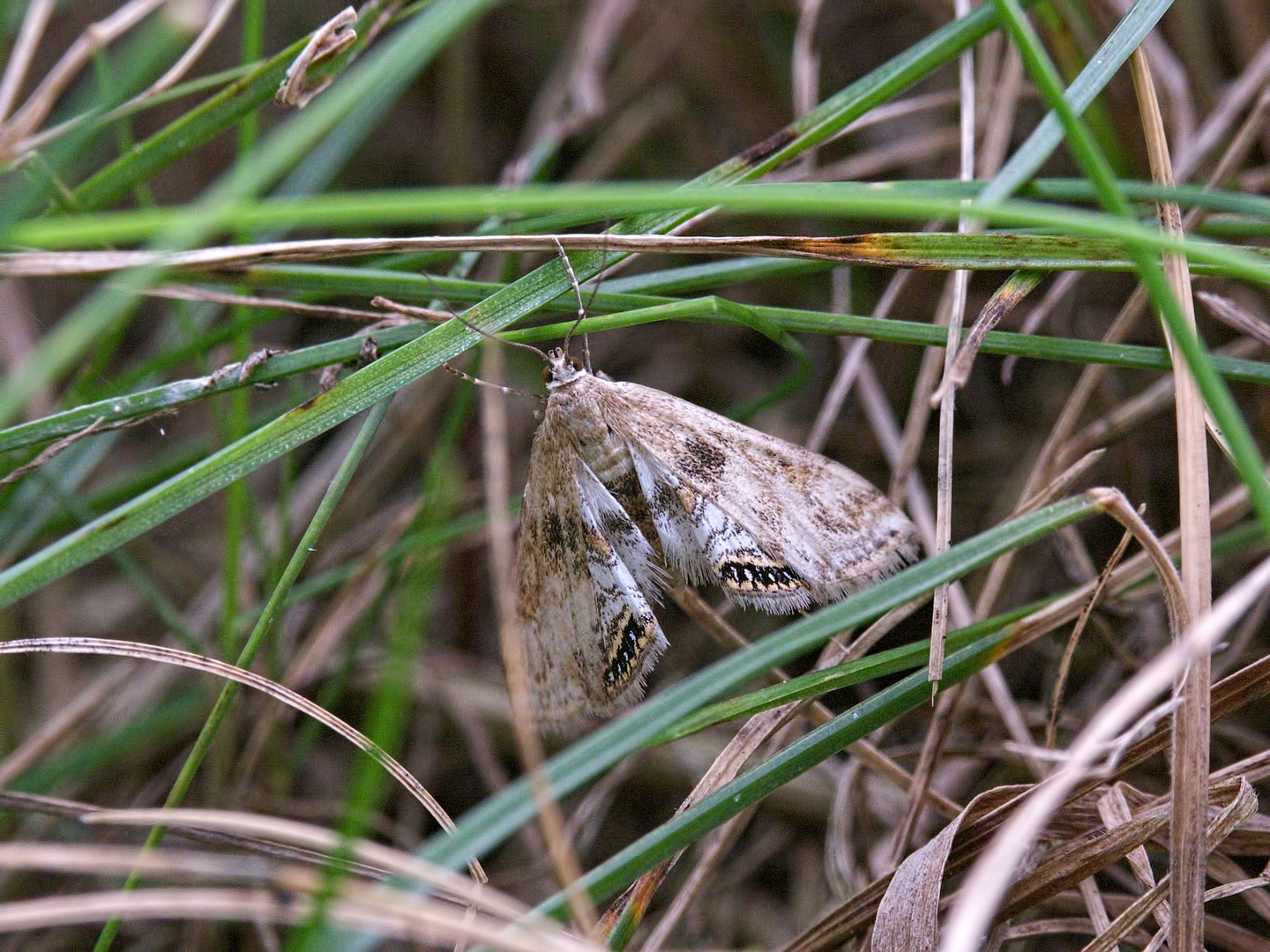 Weibchen des Wasserlinsenzünsler