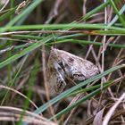 Weibchen des Wasserlinsenzünsler