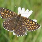 Weibchen des Wegerich-Scheckenfalters (Melitaea cinxia)