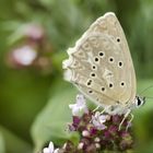 Weibchen des Zahnflügelbläulings (Polyommatus daphnis)