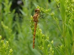 Weibchen einer Heidelibelle