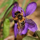 Weibchen einer Sandbiene - Andrena sp. (ob es A. tibialis ist?) an Veilchen