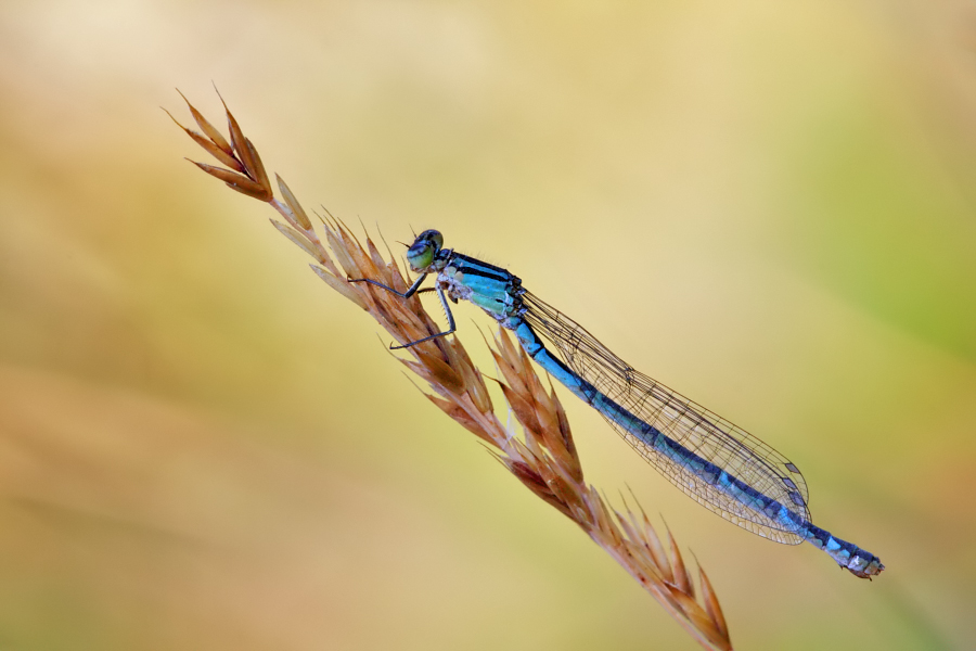 Weibchen Gemeine Becherjungfer - Enallagma cyathigerum