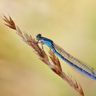 Weibchen Gemeine Becherjungfer - Enallagma cyathigerum