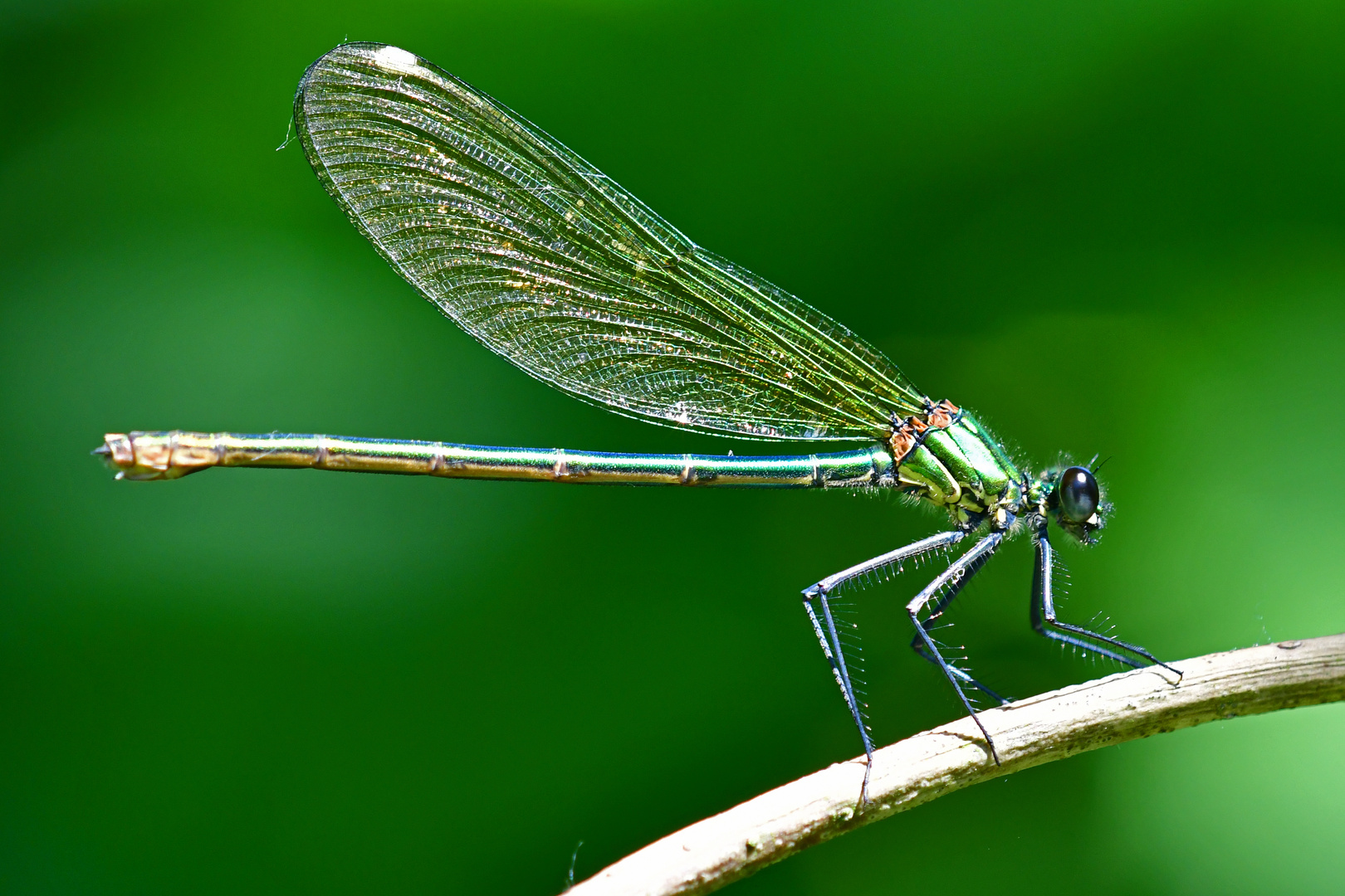 Weibchen im Seitenprofil: Gebänderte Prachtlibelle (Calopteryx splendens)