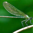 Weibchen im Seitenprofil: Gebänderte Prachtlibelle (Calopteryx splendens)