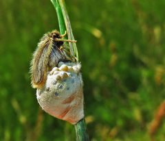 Weibchen mit Eierkokon