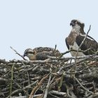 Weibchen mit Jungvogel