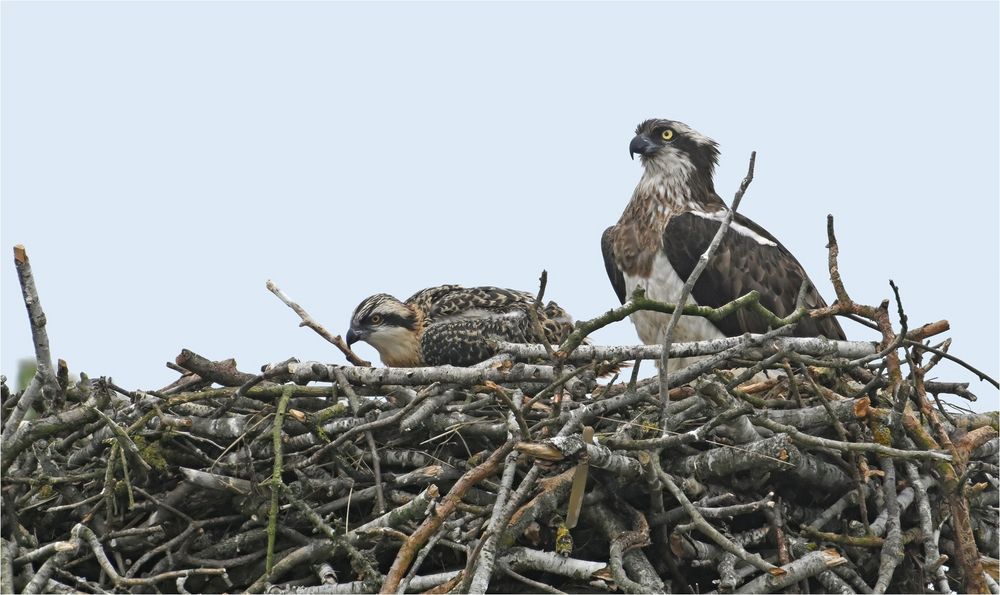 Weibchen mit Jungvogel