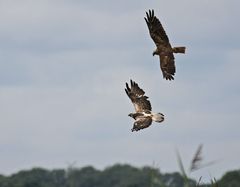 Weibchen Rohrweihe vertreibt Mäusebussard