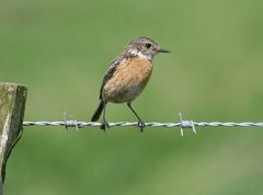 Weibchen Schwarzkehlchen