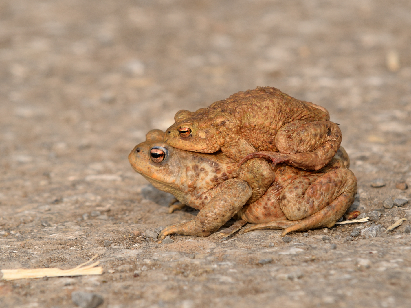 Weibchen trägt Männchen! Female carries male! Hembra lleva macho!