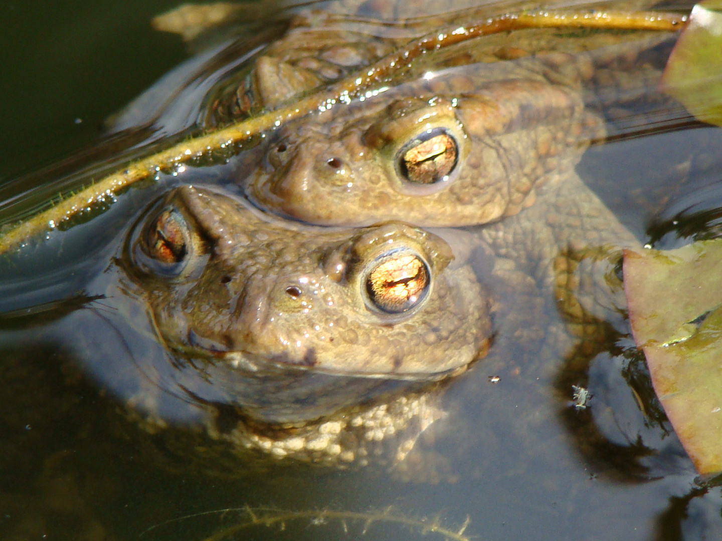 Weibchen und Männchen