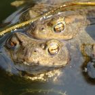 Weibchen und Männchen