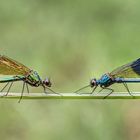 Weibchen und Männchen der gebänderten Prachtlibelle