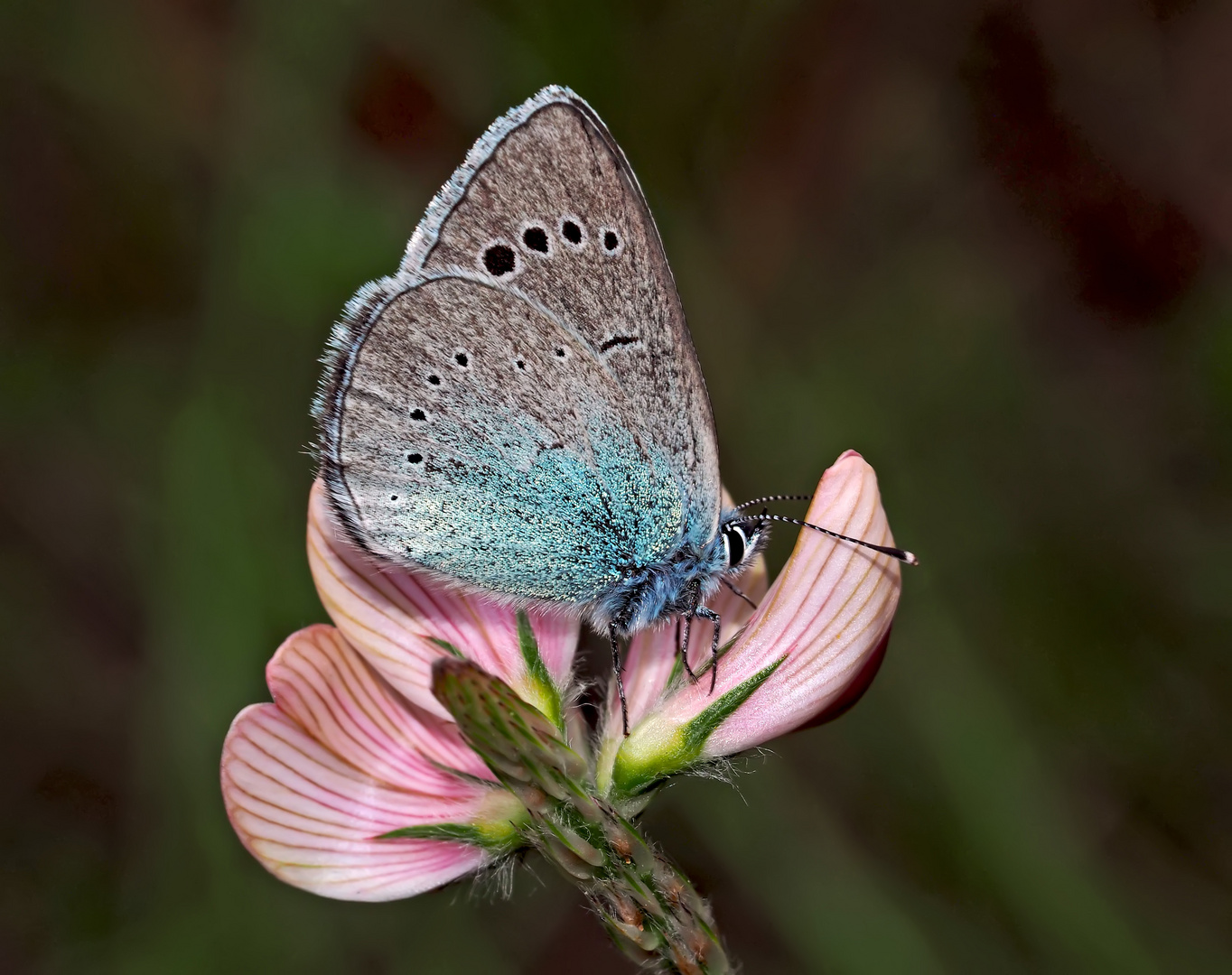 Weibchen vom Alexis-Bläuling (Glaucopsyche alexis) * - Azuré des Cytises.