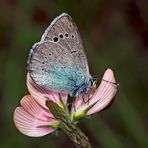 Weibchen vom Alexis-Bläuling (Glaucopsyche alexis) * - Azuré des Cytises.