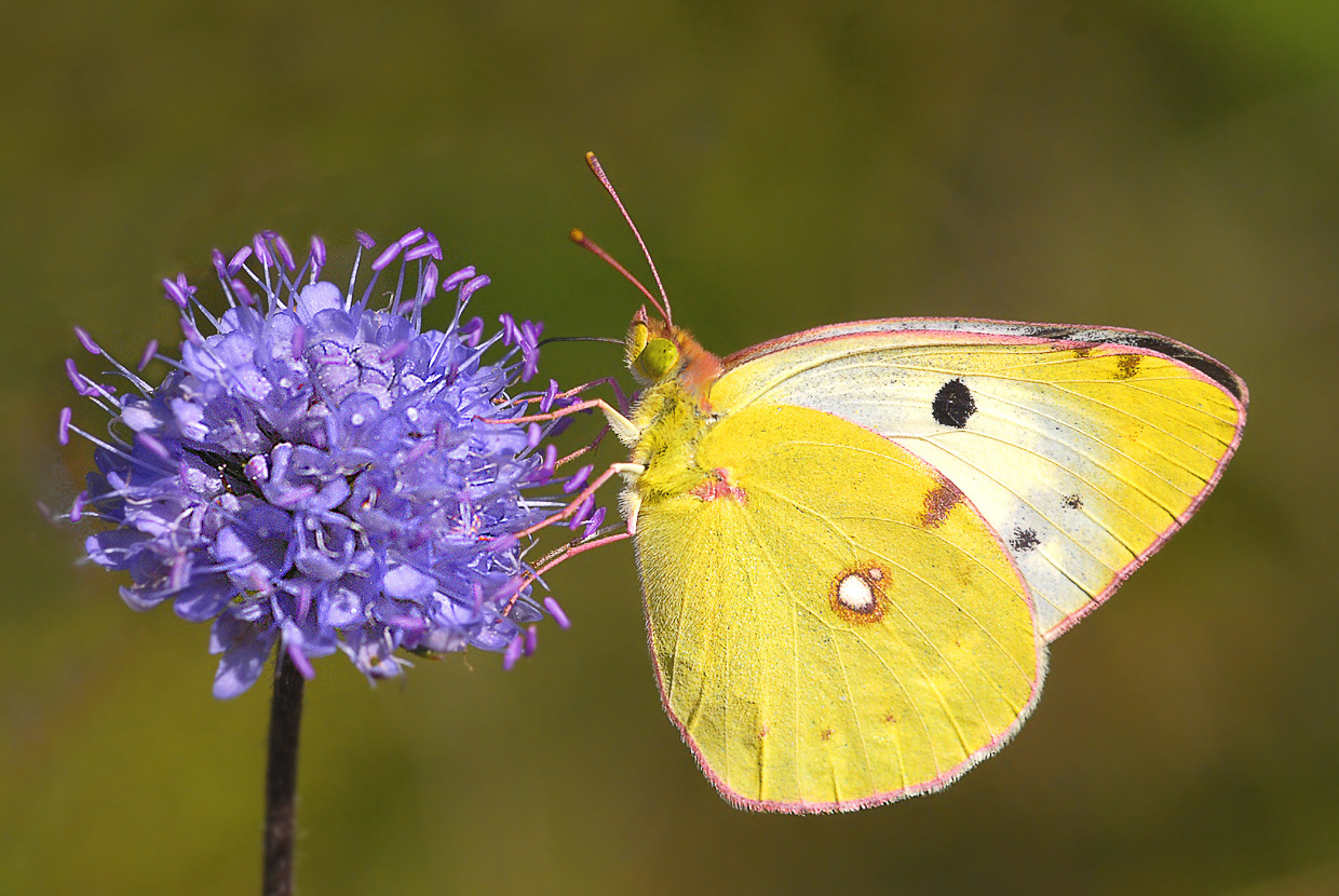 Weibchen vom Colias hyale, oder?